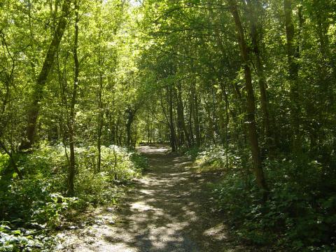 Hainault Forest
